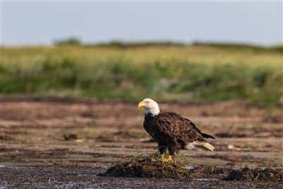 Weißkopfseeadler Kouchibouguac National Park